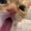 lenfake726