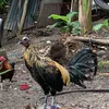 triplejgamefowl1