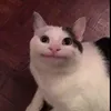 swayyz_rl_