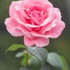 petunia3409
