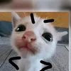 vua.me.gai