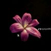 safia.adam12
