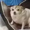 congmituoi