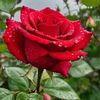 user4307446129118