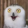 imjustanormalowl