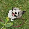 minathehavanese