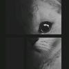 _ser.name_