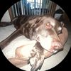 jadesfavoritedog