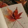 maple_b4