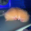 daisy_the_hamstergirl