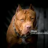 pitbull0088