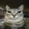 fwlocyboy