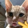 nhincailon_126738