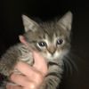 kittyylover21