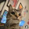 ti_to_notito6677