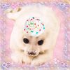 amo_a_twice_3