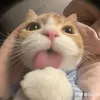 cristchocly_