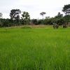 aboubacarybachiro