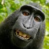 monkey712g
