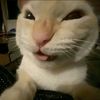 mooncatssis