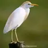 abraahimusseen1