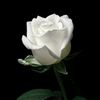 whiterose_1069