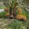نخيل بابل