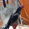 kaiki.vaqueiro