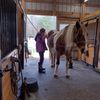 i.love.horse883