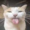cats.for.mars