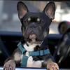 filou_the_frenchie