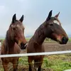 luxury.horses.girls