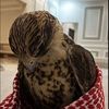rakan_5570