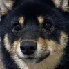 tomochitoponta