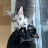 _mia_mouse_