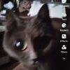 catmama8991