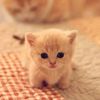 fahim.10104