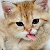 Cute, funny cat