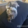 hamsterworld1234