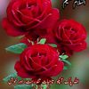 zarish3528