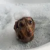 ifwkfc2