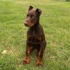 hankthedoberman