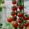 hortikulturaaa