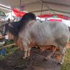andri.saputra108