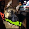 shepherd🐾