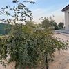 sidra.tree