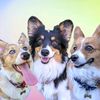 The Corgi Trio
