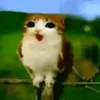 sothiagoxd0