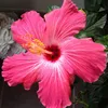 phyllie81