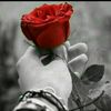 redrose.2009
